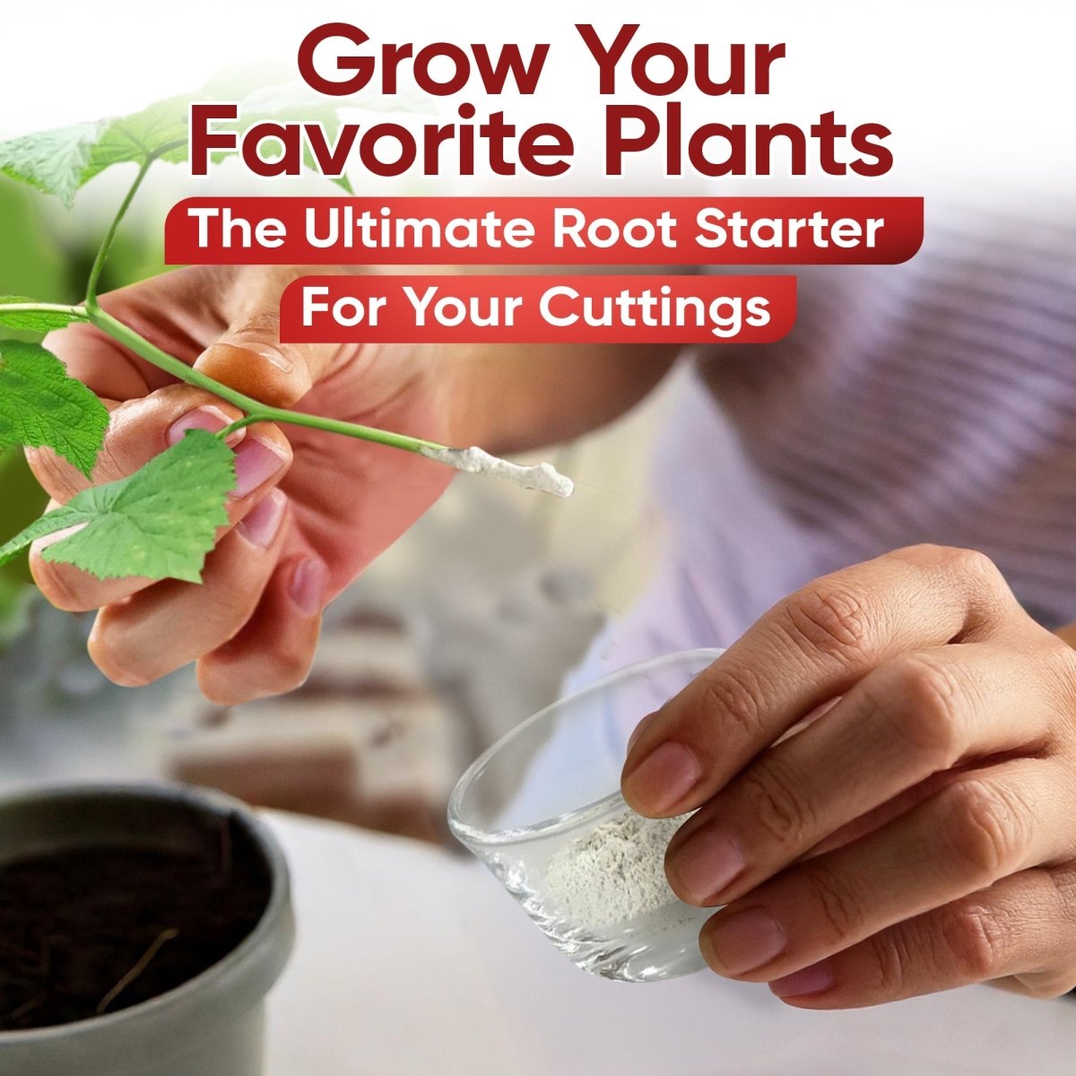 Hormex Rooting Powder 8 – 0.80% IBA Cloning Hormone for Semi - Hardwood Houseplants & Tree Cuttings - Ed's Plant Shop