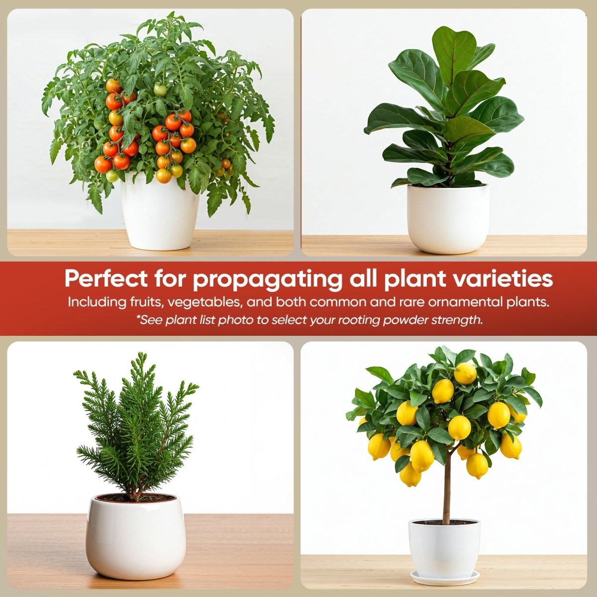 Hormex Rooting Powder 8 – 0.80% IBA Cloning Hormone for Semi - Hardwood Houseplants & Tree Cuttings - Ed's Plant Shop