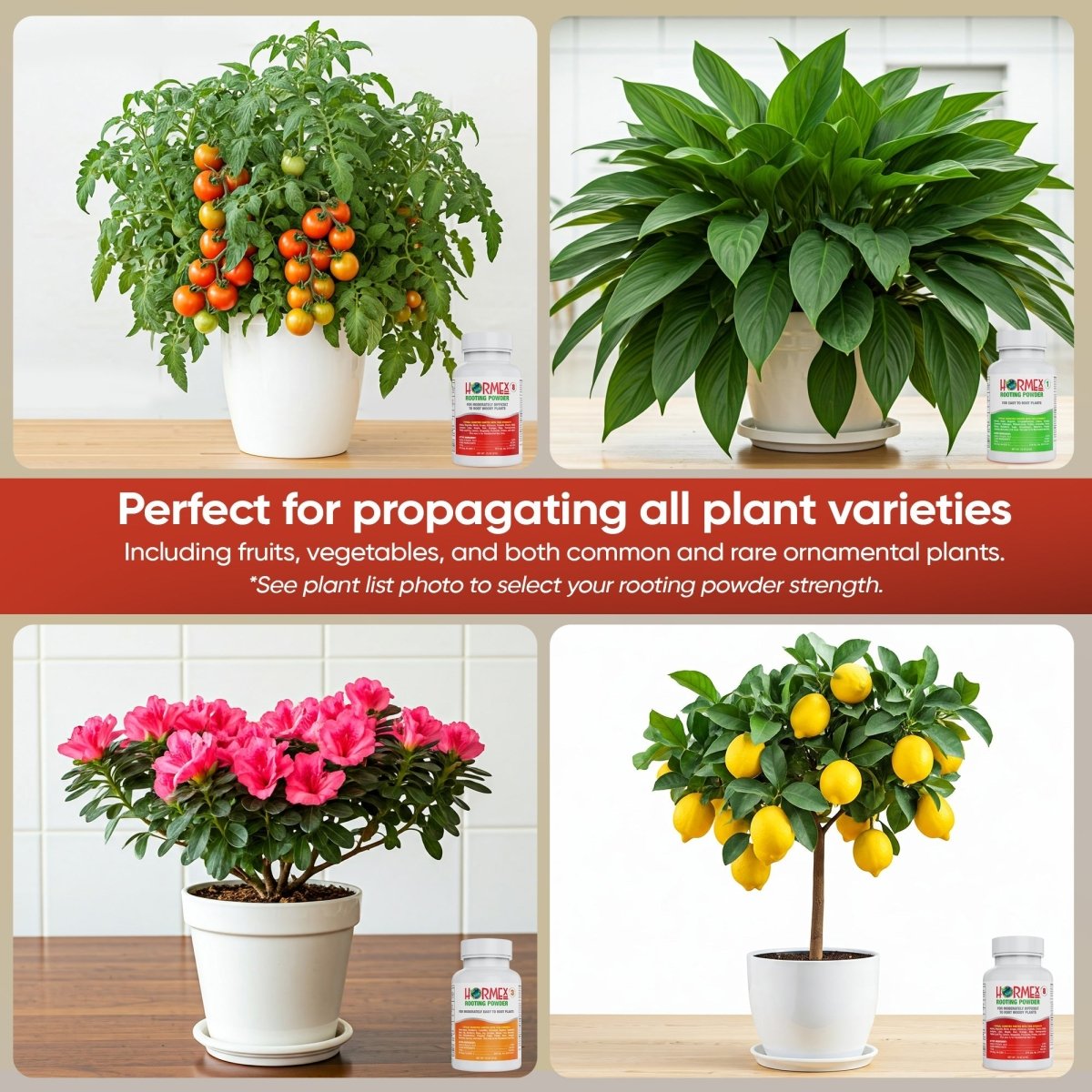 Applying Hormex Rooting Powder to a softwood cutting