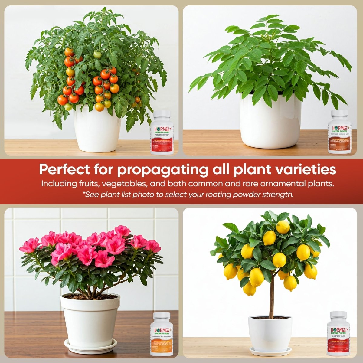 Hormex Rooting Powder Pack – 3, 8 & 16 High - Strength Cloning Kit for Semi - Softwood to Hardwood Cuttings - Ed's Plant Shop