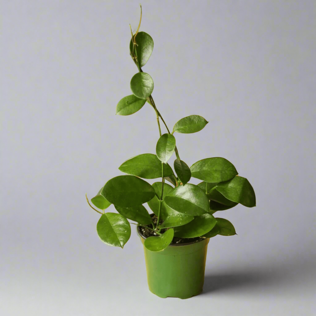 Hoya Australis 'Waxvine' - Ed's Plant Shop