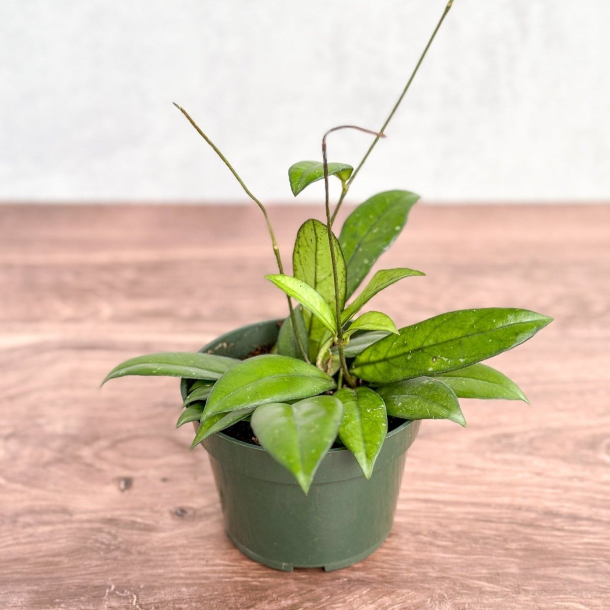 Hoya crassopetiolata Thick-Leaved Wax Flower with succulent leaves and star-shaped blossoms