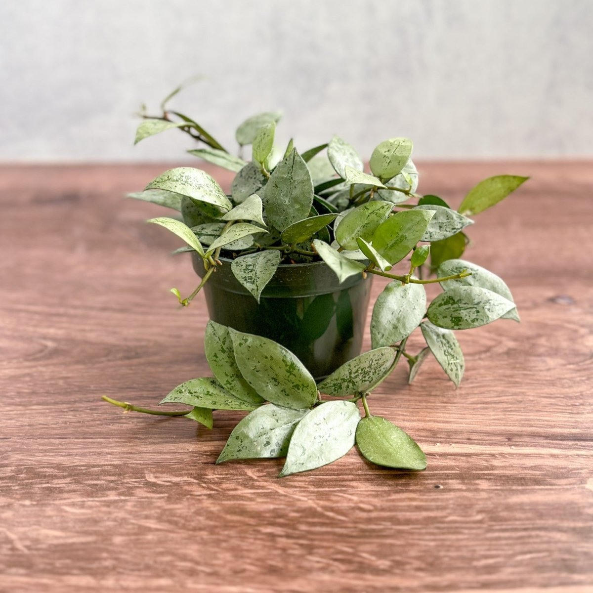 Hoya krohniana 'Silver' - Silver Hoya - 4.5 Inch - Ed's Plant Shop