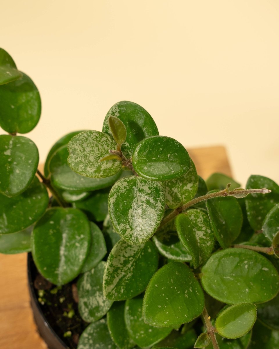 Hoya 'Mathilde' - Miniature Wax Plant - Ed's Plant Shop