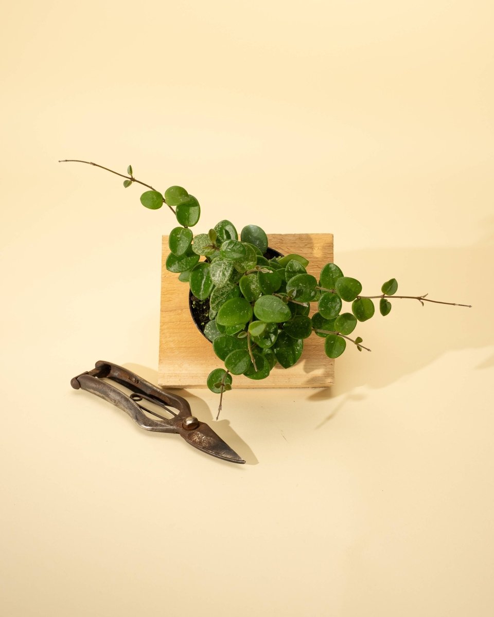 Hoya 'Mathilde' - Miniature Wax Plant - Ed's Plant Shop