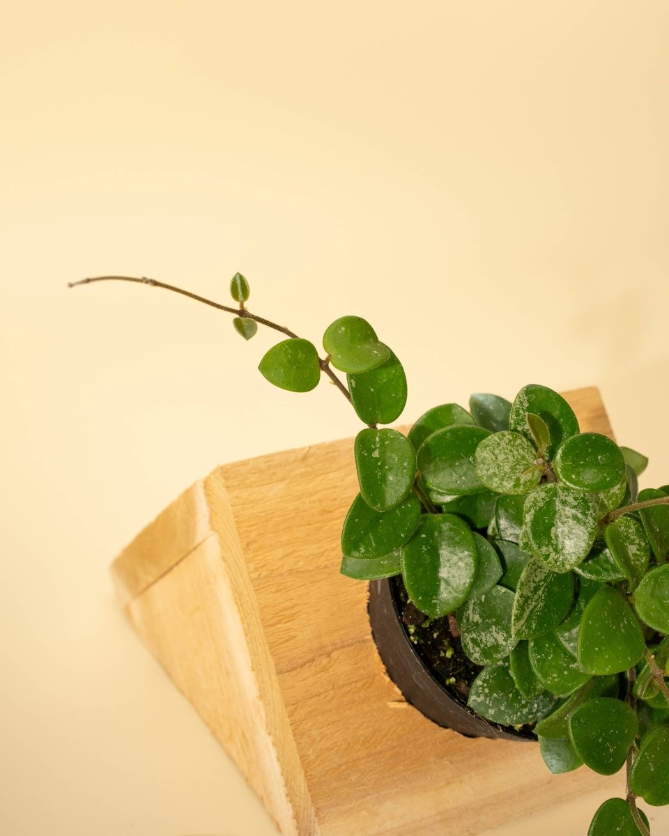 Hoya 'Mathilde' - Miniature Wax Plant - Ed's Plant Shop