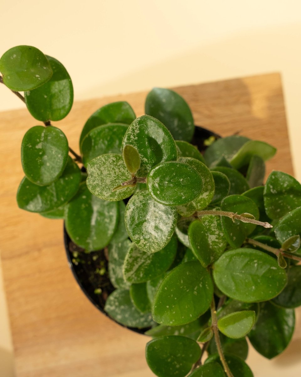 Hoya 'Mathilde' - Miniature Wax Plant - Ed's Plant Shop