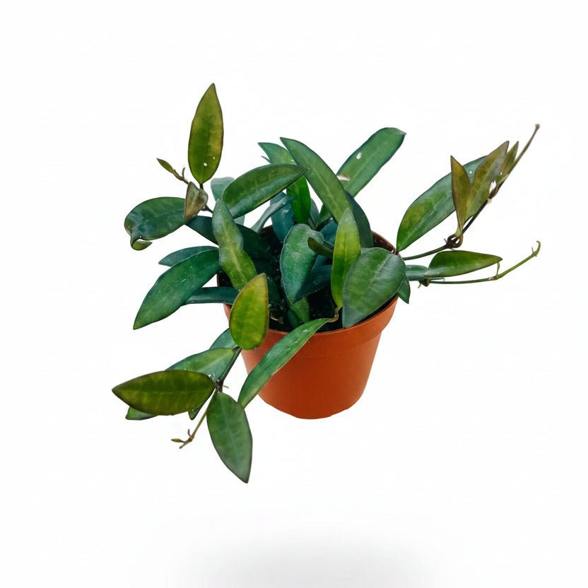 A hand holding a small Hoya Rosita houseplant with glossy green leaves in a terracotta-colored plastic pot, set against a light-colored vertical slatted background.