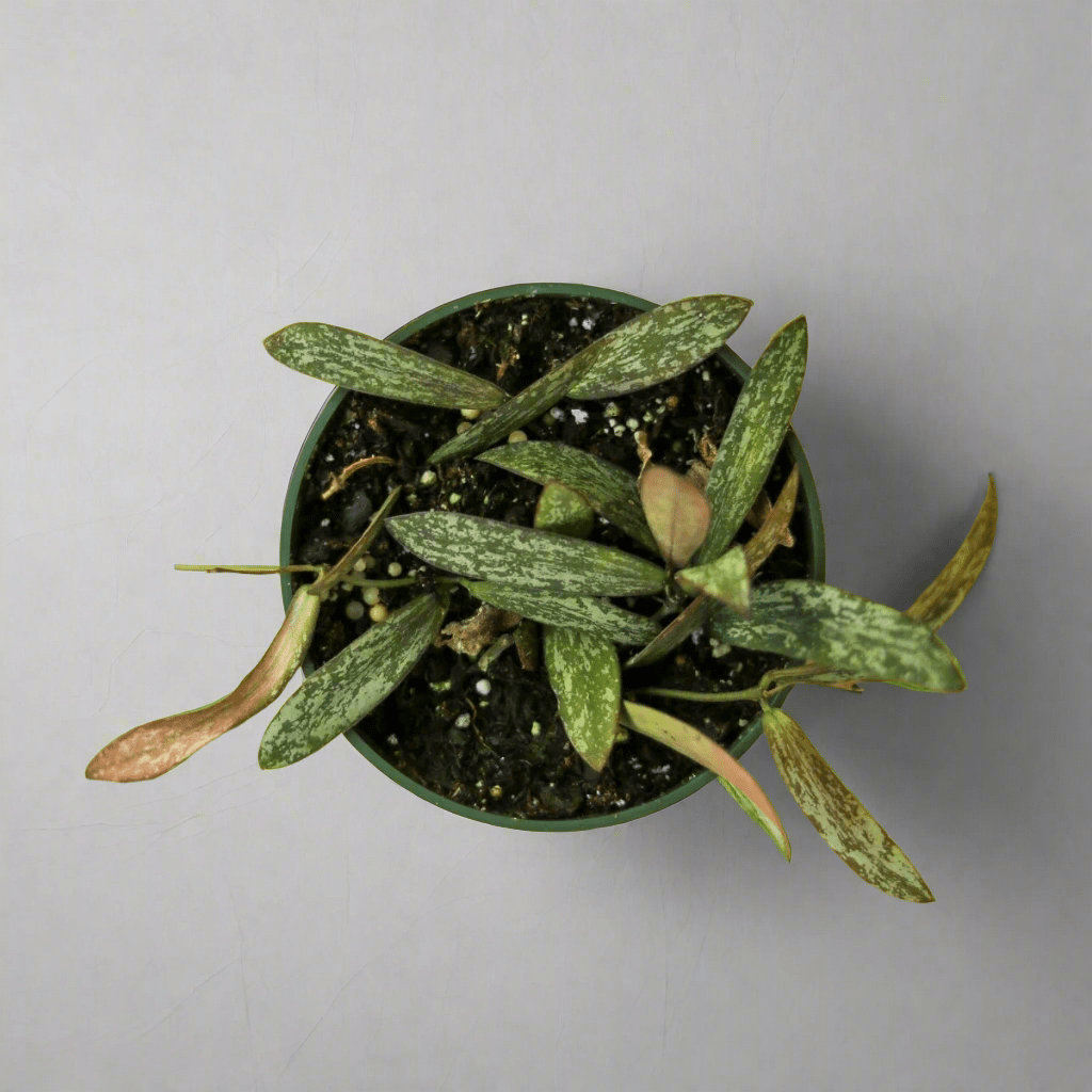 Hoya Sigillatis – Rare Silver - Speckled Hoya - Ed's Plant Shop