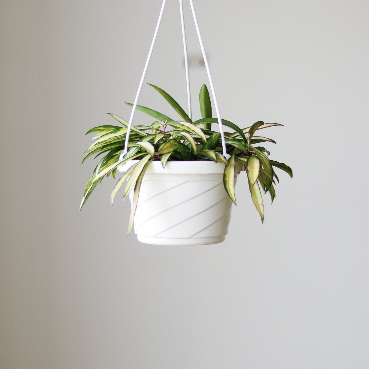 Hoya Wayetii Tricolor Variegated - Various Sizes - Ed's Plant Shop