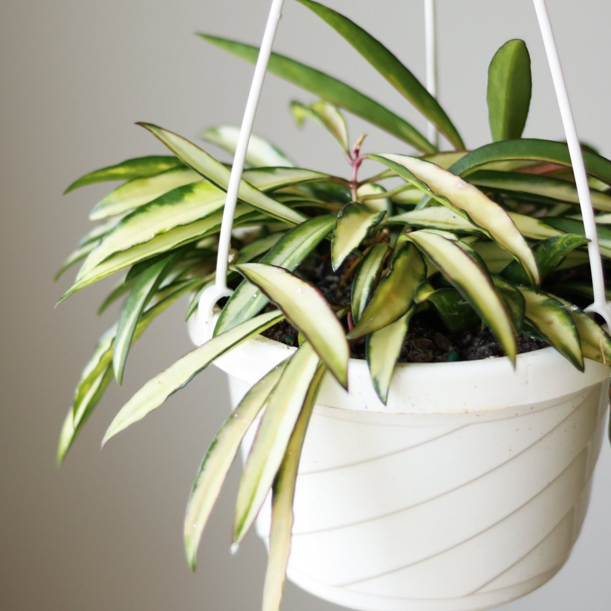 Hoya Wayetii Tricolor Variegated - Various Sizes - Ed's Plant Shop