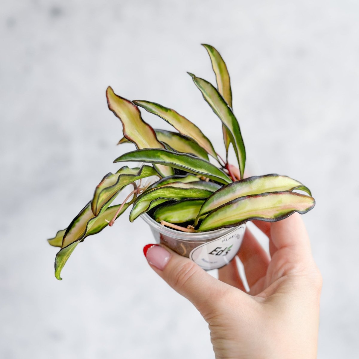 Hoya Wayetii Tricolor Variegated - Various Sizes - Ed's Plant Shop