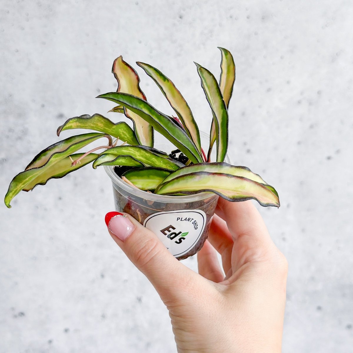 Hoya Wayetii Tricolor Variegated - Various Sizes - Ed's Plant Shop