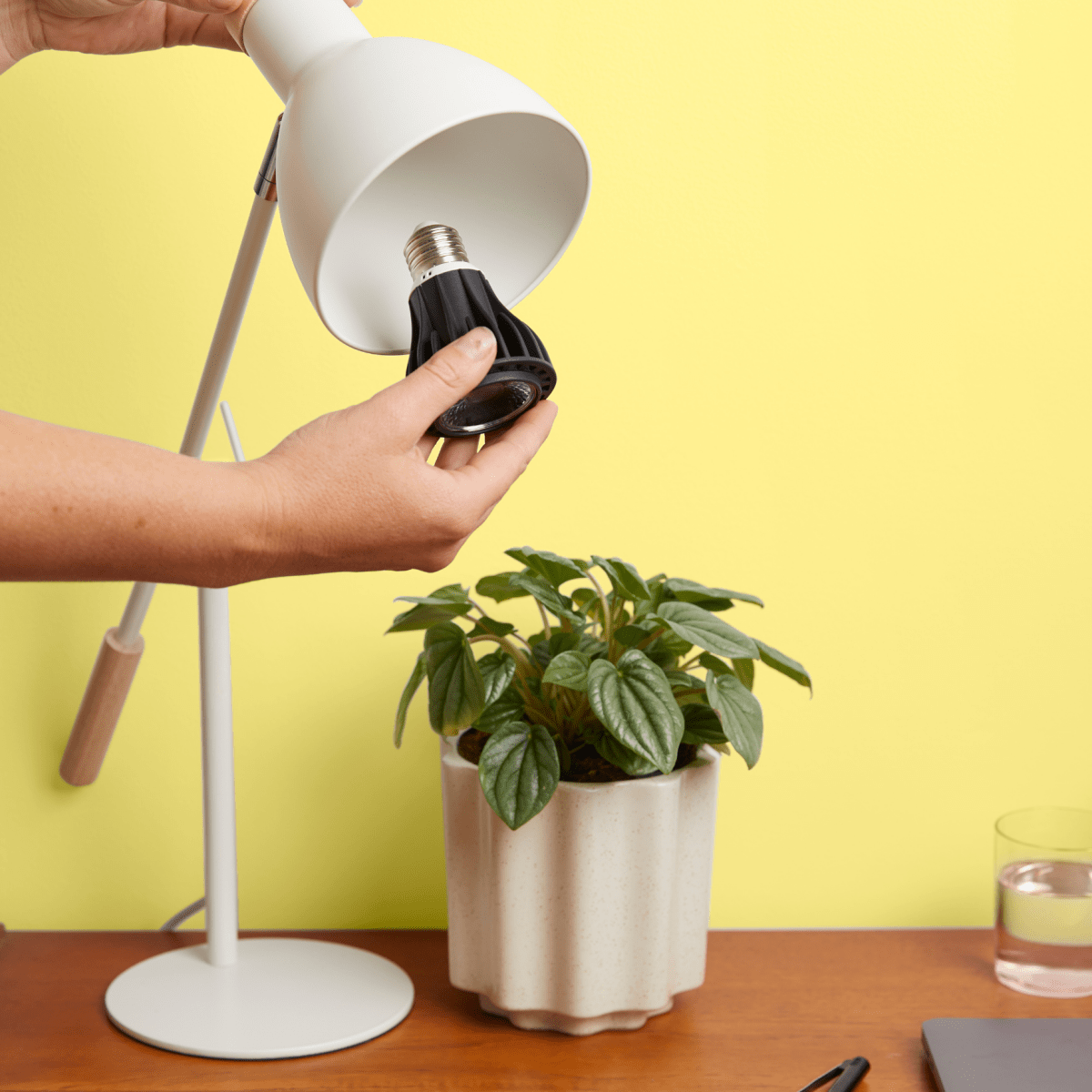 Instant Sun Grow Bulb - Ed's Plant Shop