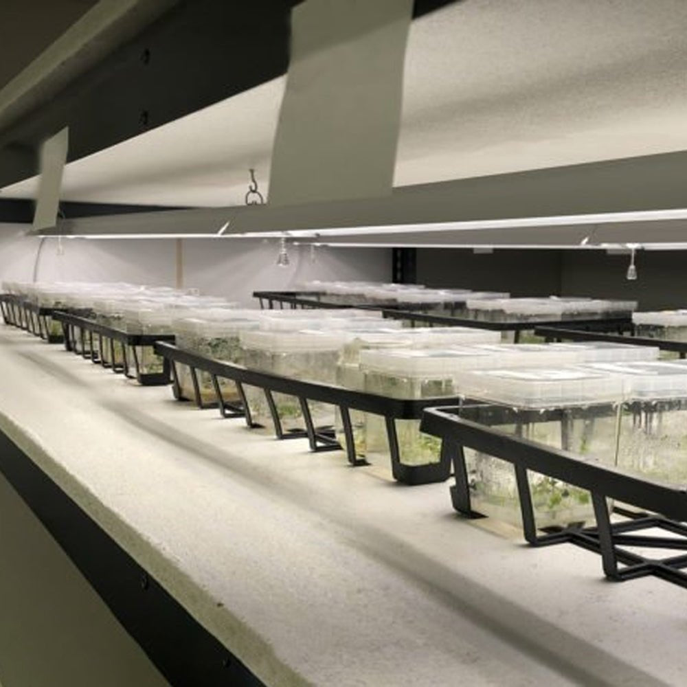 Integrated 4' LED Grow Light – Dual T8 Sun White Pro Spectrum