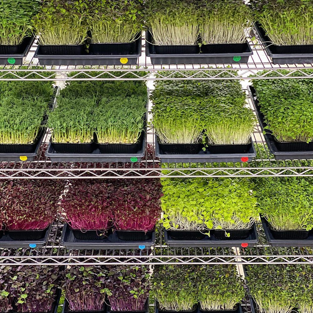 Integrated 4' LED Grow Light – Dual T8 Sun White Pro Spectrum