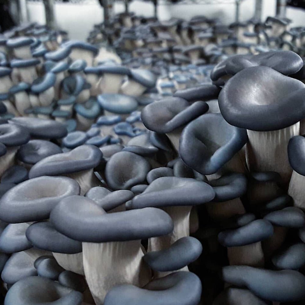 Integrated Dual T8 2FT LED Mushroom Grow Light (40W Eqv.) – Blue Sun Spectrum - Ed's Plant Shop