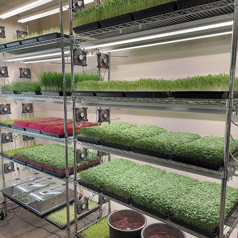 Integrated Strip 4' LED Grow Light – T5 Sun White Pro Spectrum - Ed's Plant Shop