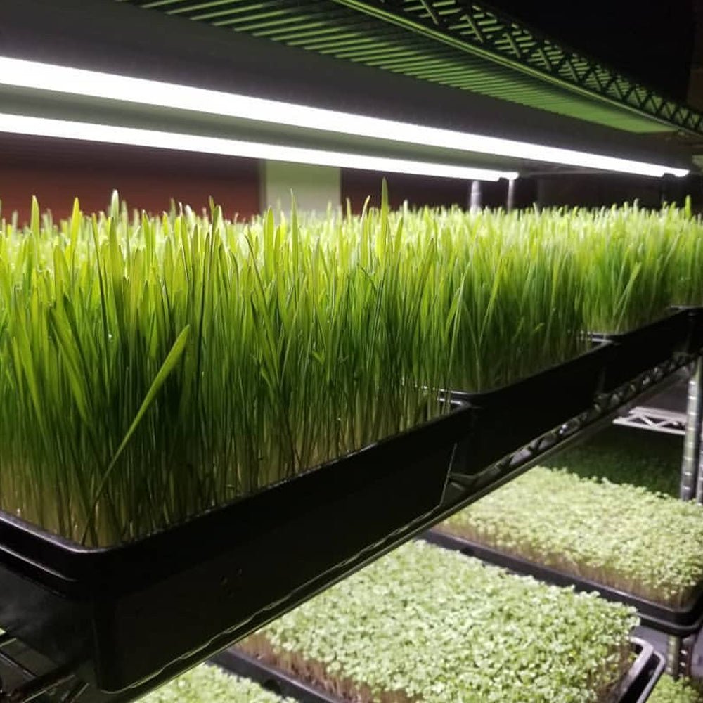 Integrated Strip T5 4FT LED Grow Light (54W Eqv.) – Red Bloom Pro Spectrum - Ed's Plant Shop