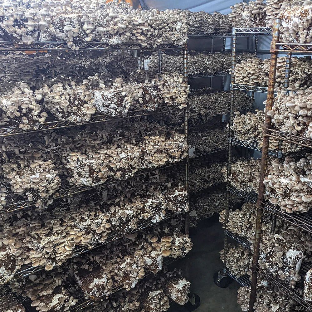 Integrated Strip T5 4FT LED Mushroom Grow Light (54W Eqv.) – Blue Sun Spectrum - Ed's Plant Shop