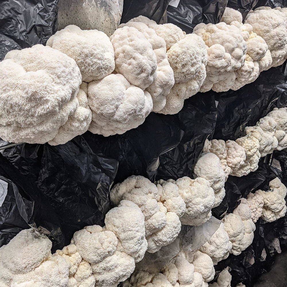 Integrated Strip T5 4FT LED Mushroom Grow Light (54W Eqv.) – Blue Sun Spectrum - Ed's Plant Shop