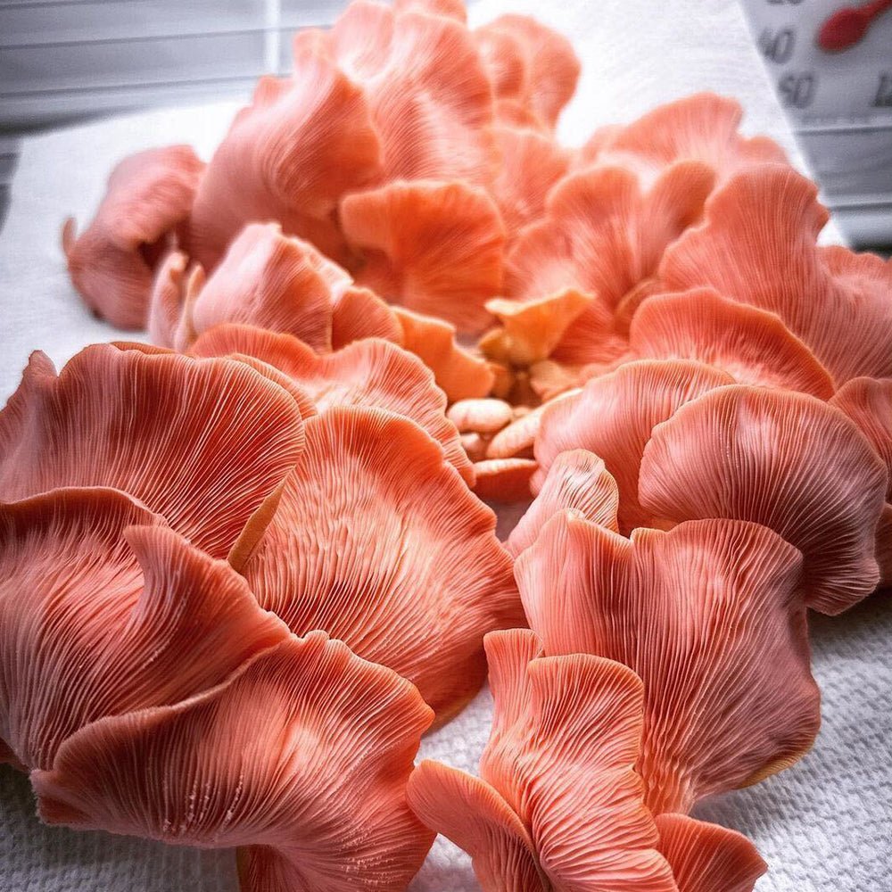 Integrated Strip T5 4FT LED Mushroom Grow Light (54W Eqv.) – Blue Sun Spectrum - Ed's Plant Shop