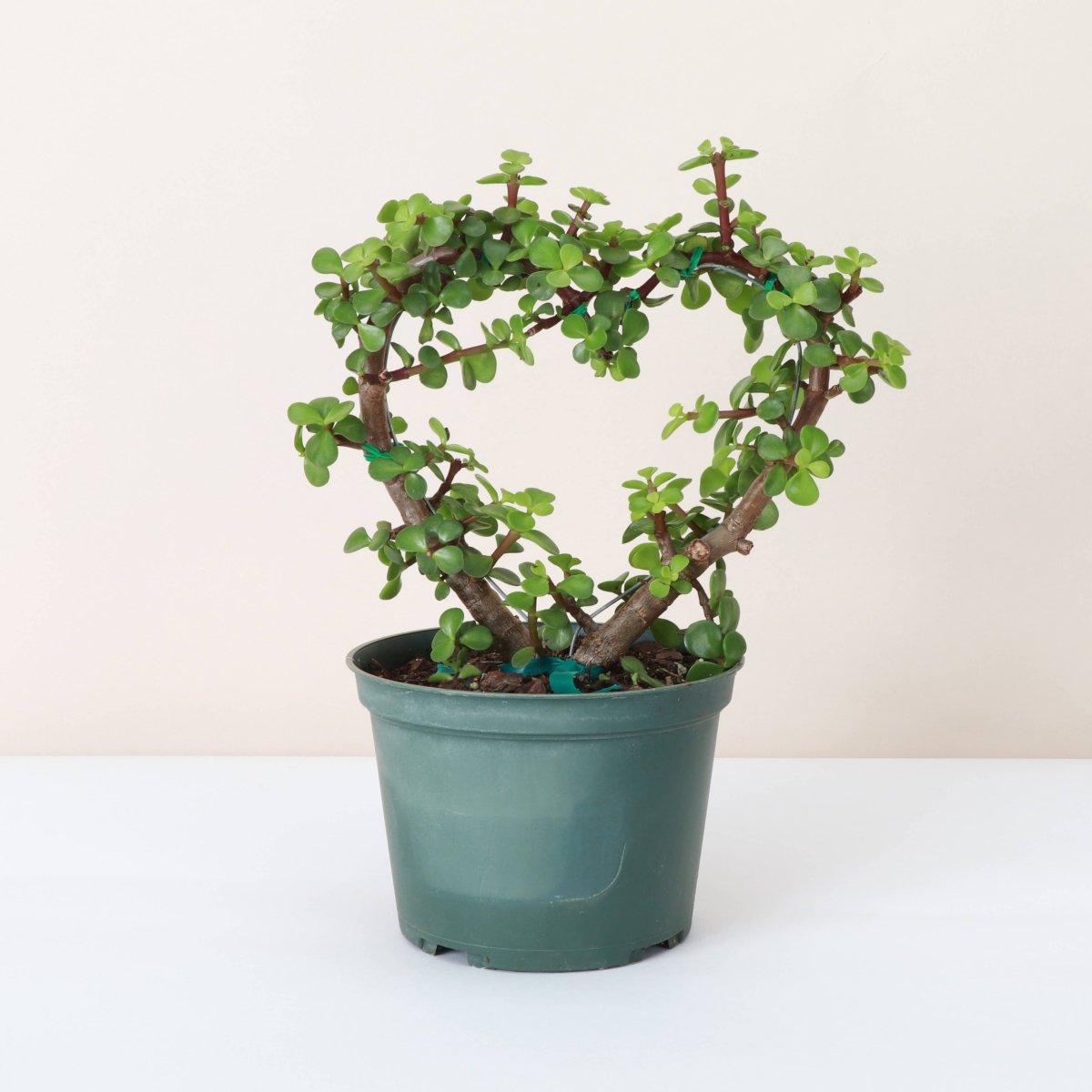 Jade Heart Bonsai - Live Plant - Ed's Plant Shop