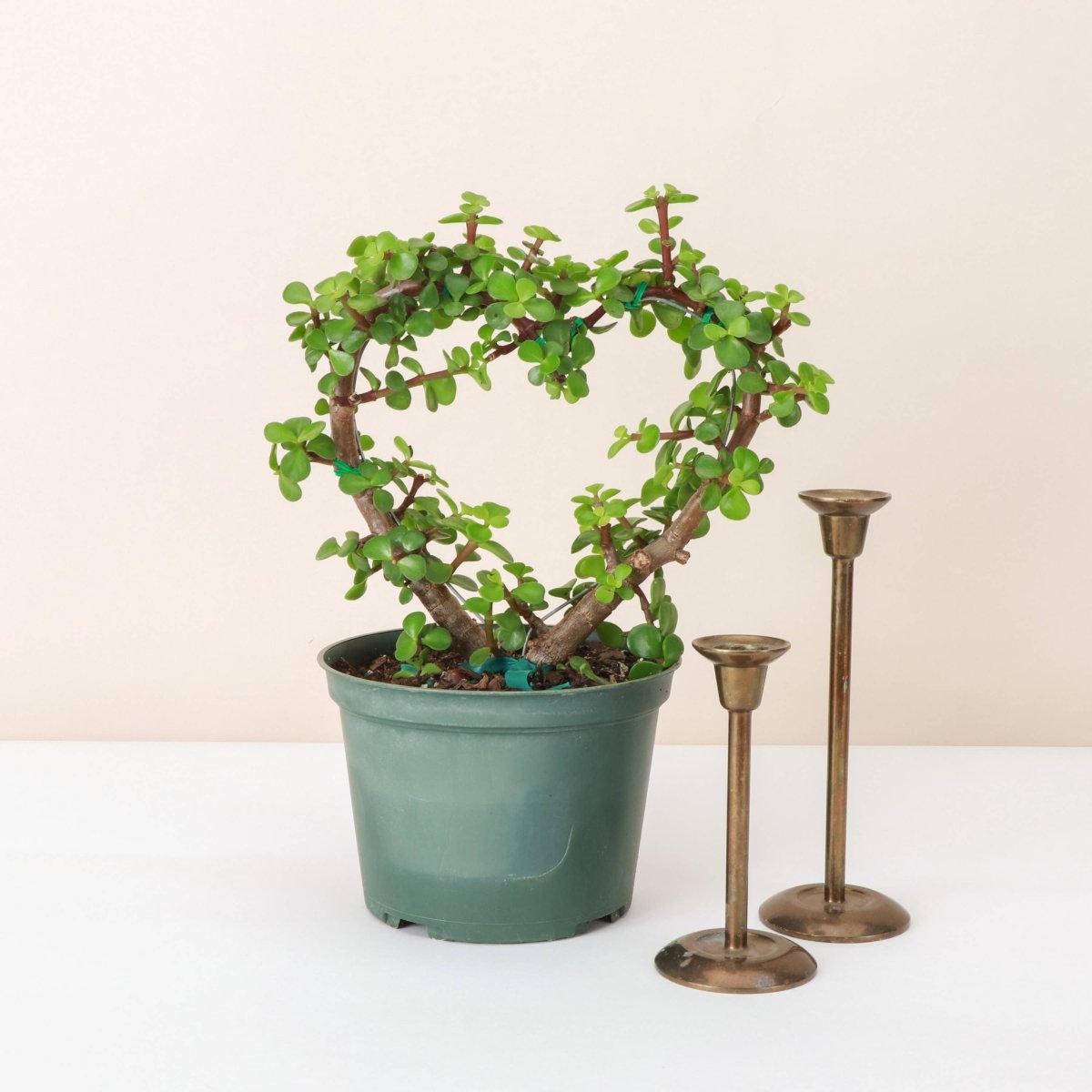 Jade Heart Bonsai - Live Plant - Ed's Plant Shop