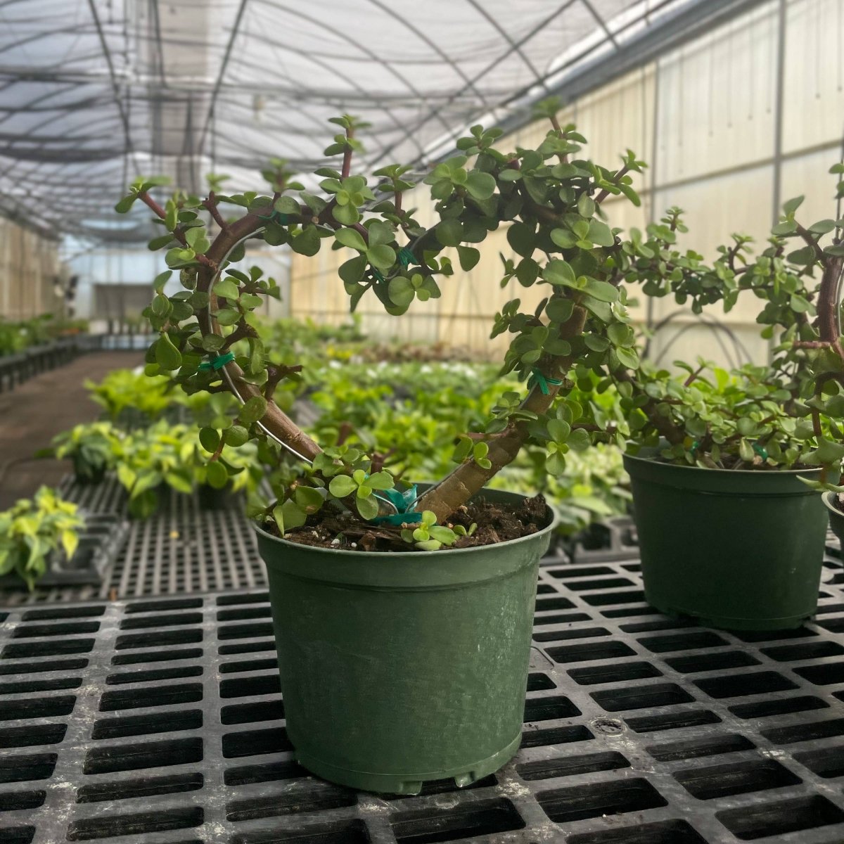 Jade Heart Bonsai - Live Plant - Ed's Plant Shop