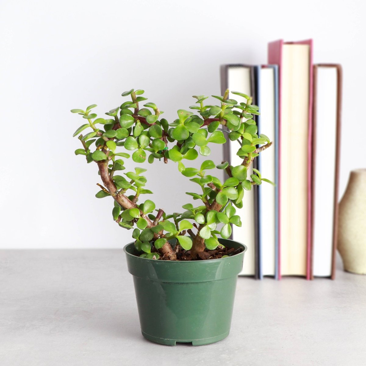 Jade Heart Bonsai - Live Plant - Ed's Plant Shop