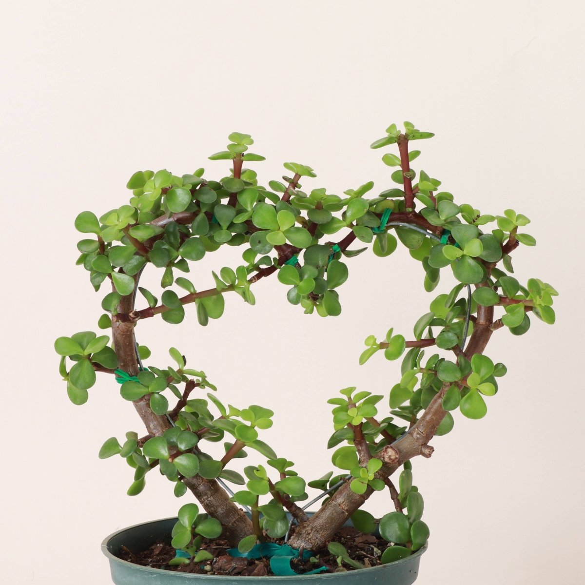Jade Heart Bonsai - Live Plant - Ed's Plant Shop