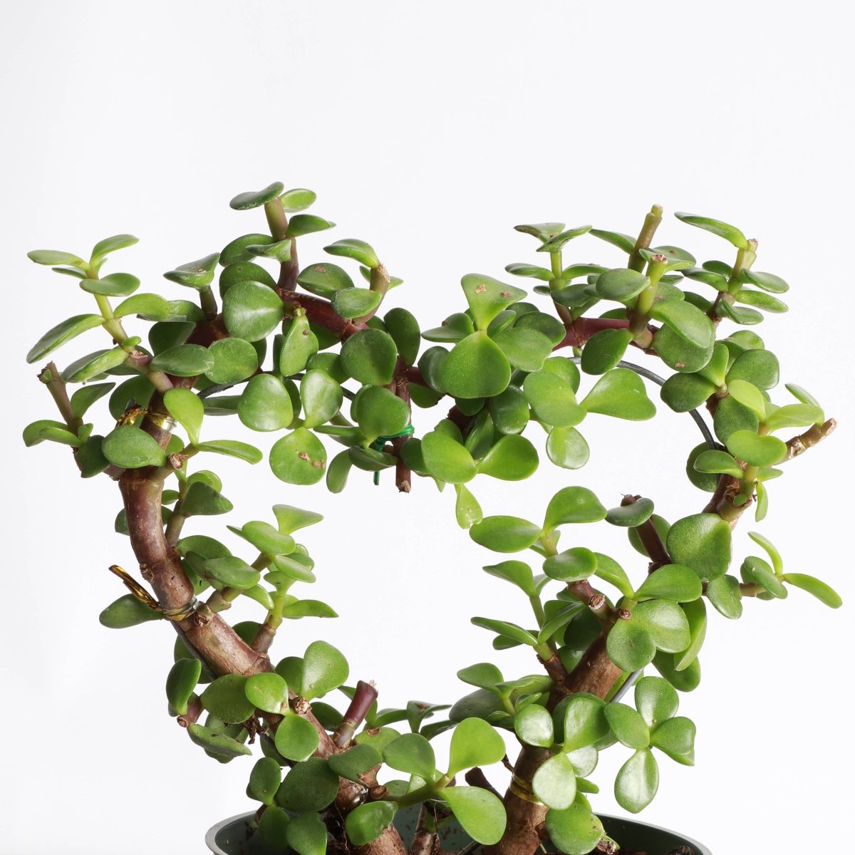 Jade Heart Bonsai - Live Plant - Ed's Plant Shop