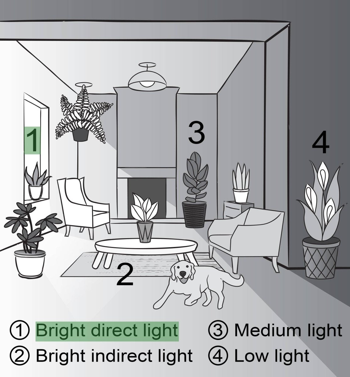 Jade Heart Bonsai - Live Plant - Ed's Plant Shop