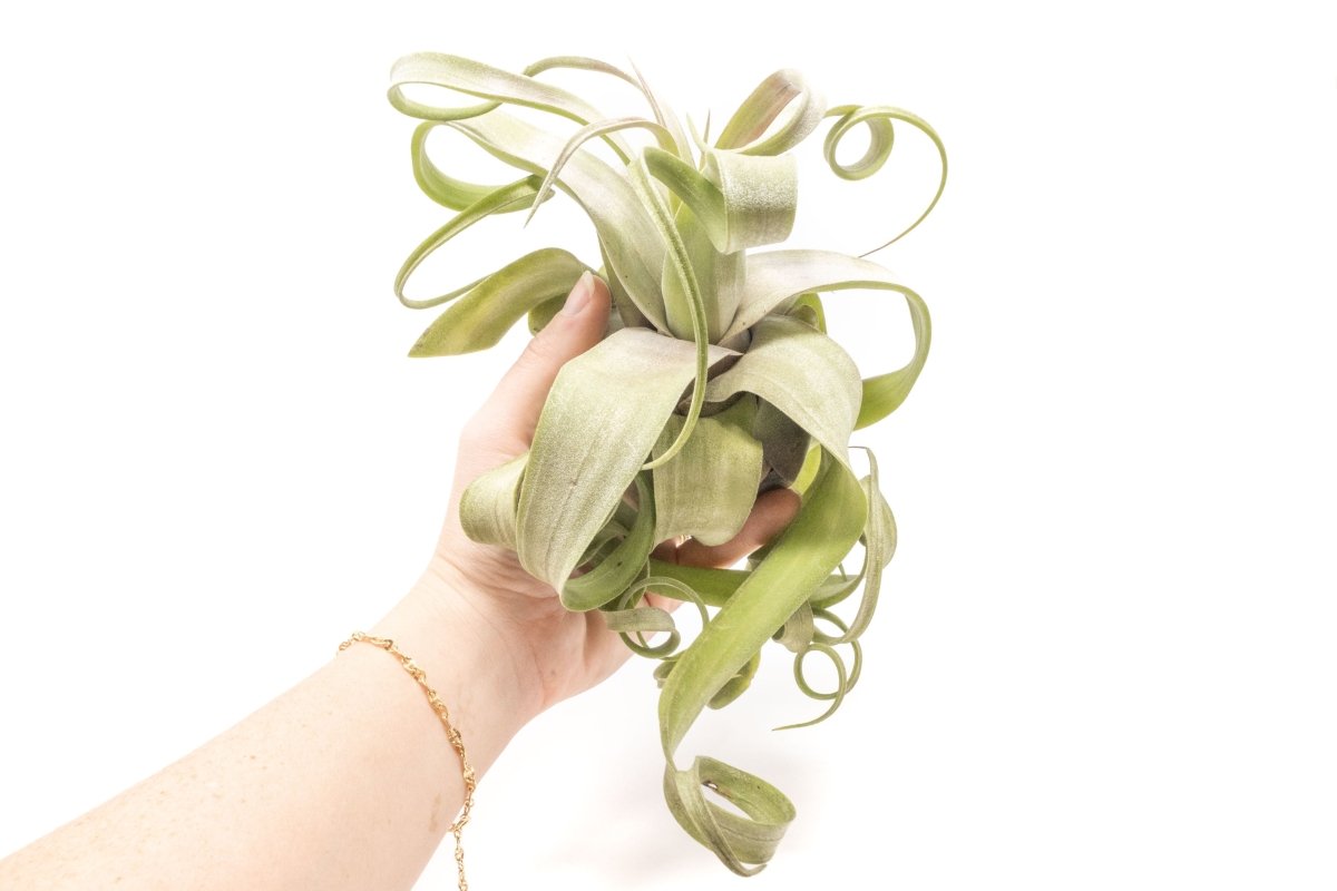 Jumbo Tillandsia Streptophylla Air Plants - Limited Quantities - Ed's Plant Shop
