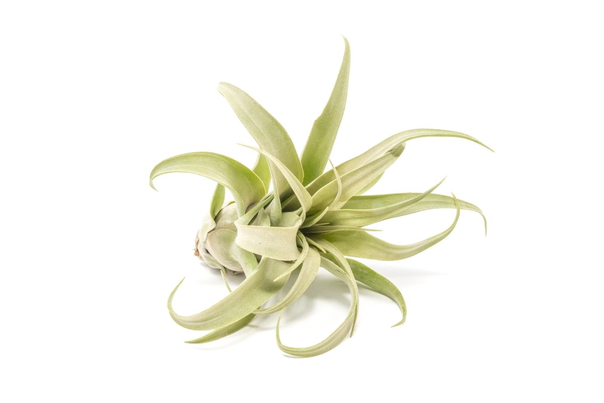 Jumbo Tillandsia Streptophylla Air Plants - Limited Quantities - Ed's Plant Shop