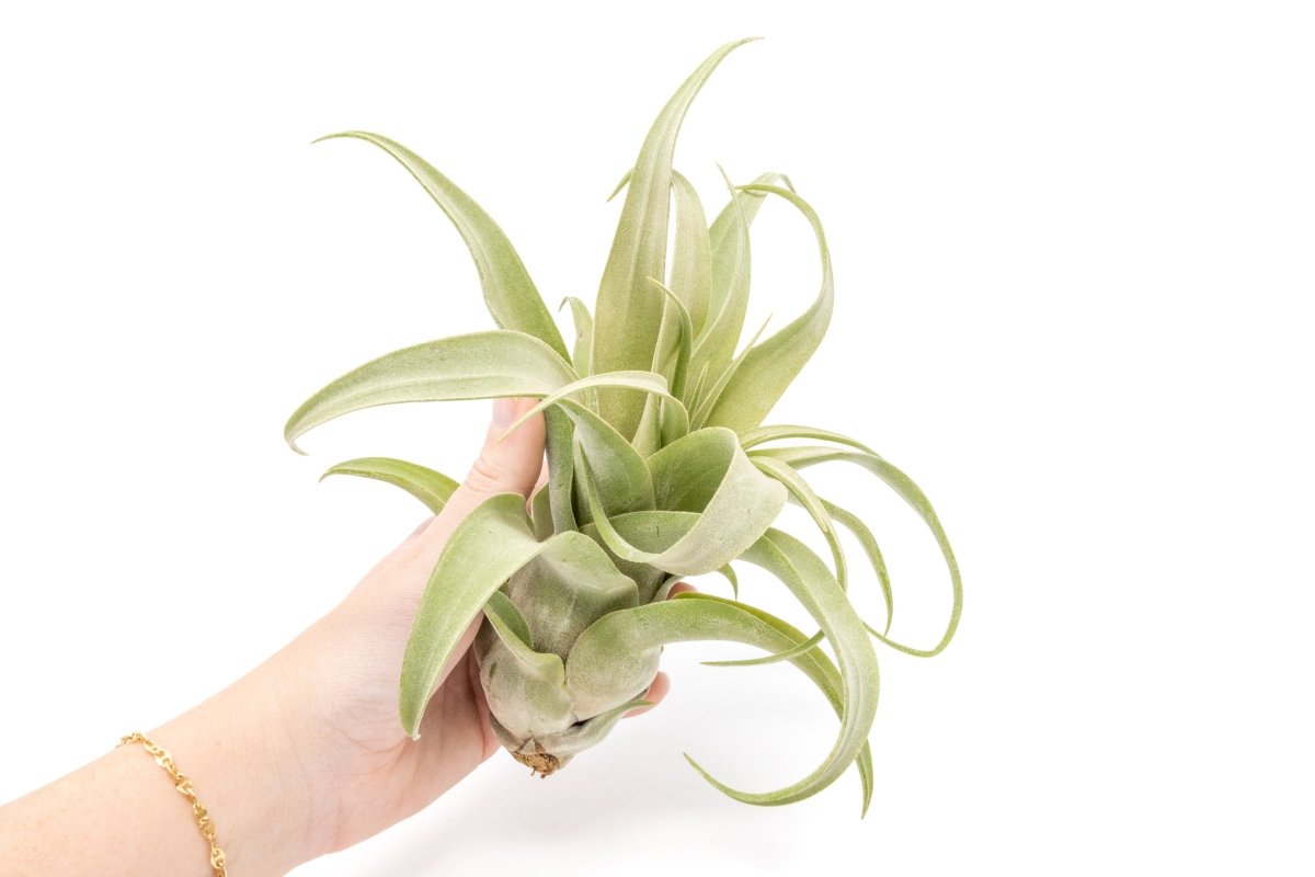 Jumbo Tillandsia Streptophylla Air Plants - Limited Quantities - Ed's Plant Shop