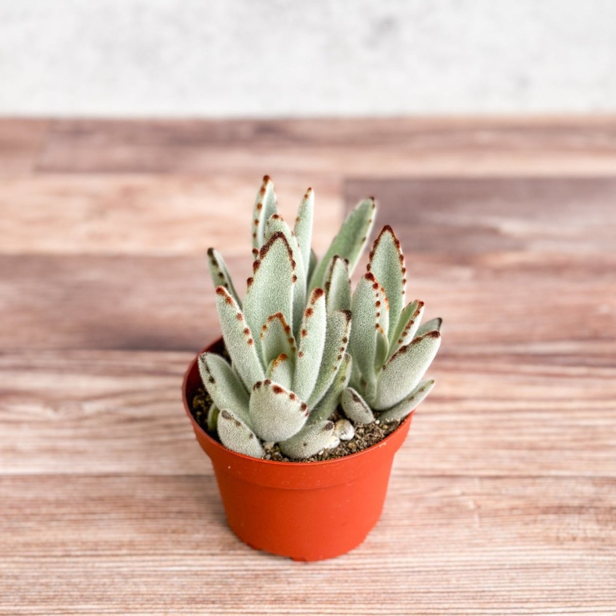 Panda Plant succulent styled on a shelf with its plush, textured leaves.