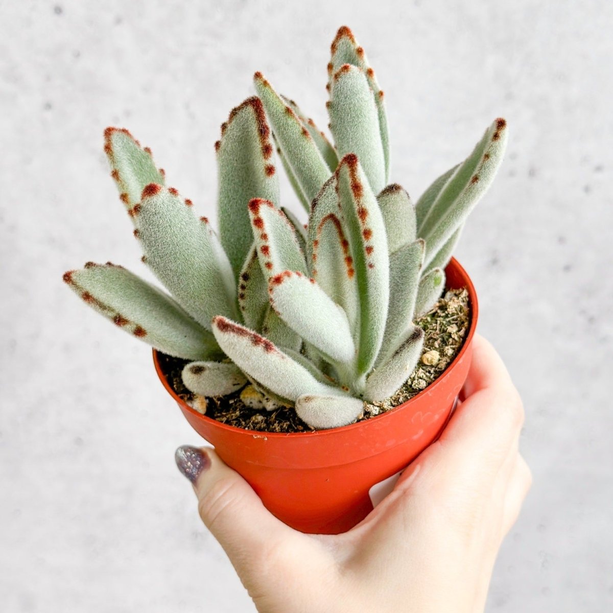 Closeup of Kalanchoe tomentosa ‘Panda’ with fuzzy silver-green leaves edged in brown.”
