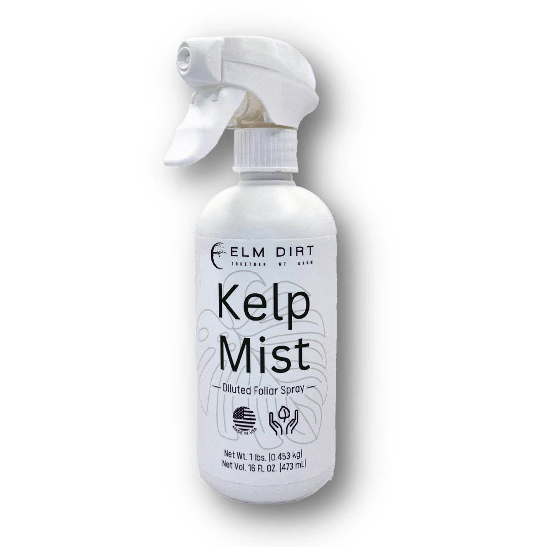 Kelp Mist - Ed's Plant Shop