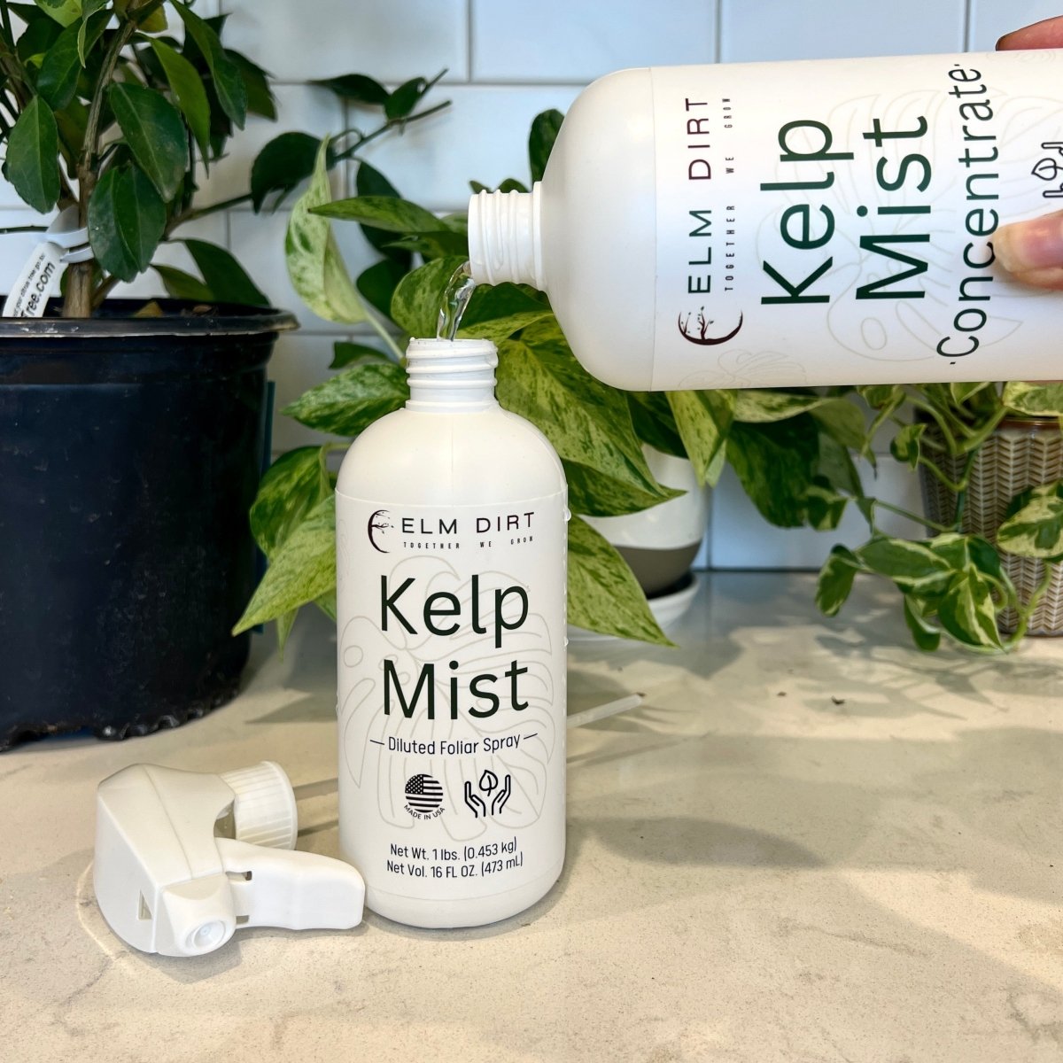 Kelp Mist - Ed's Plant Shop