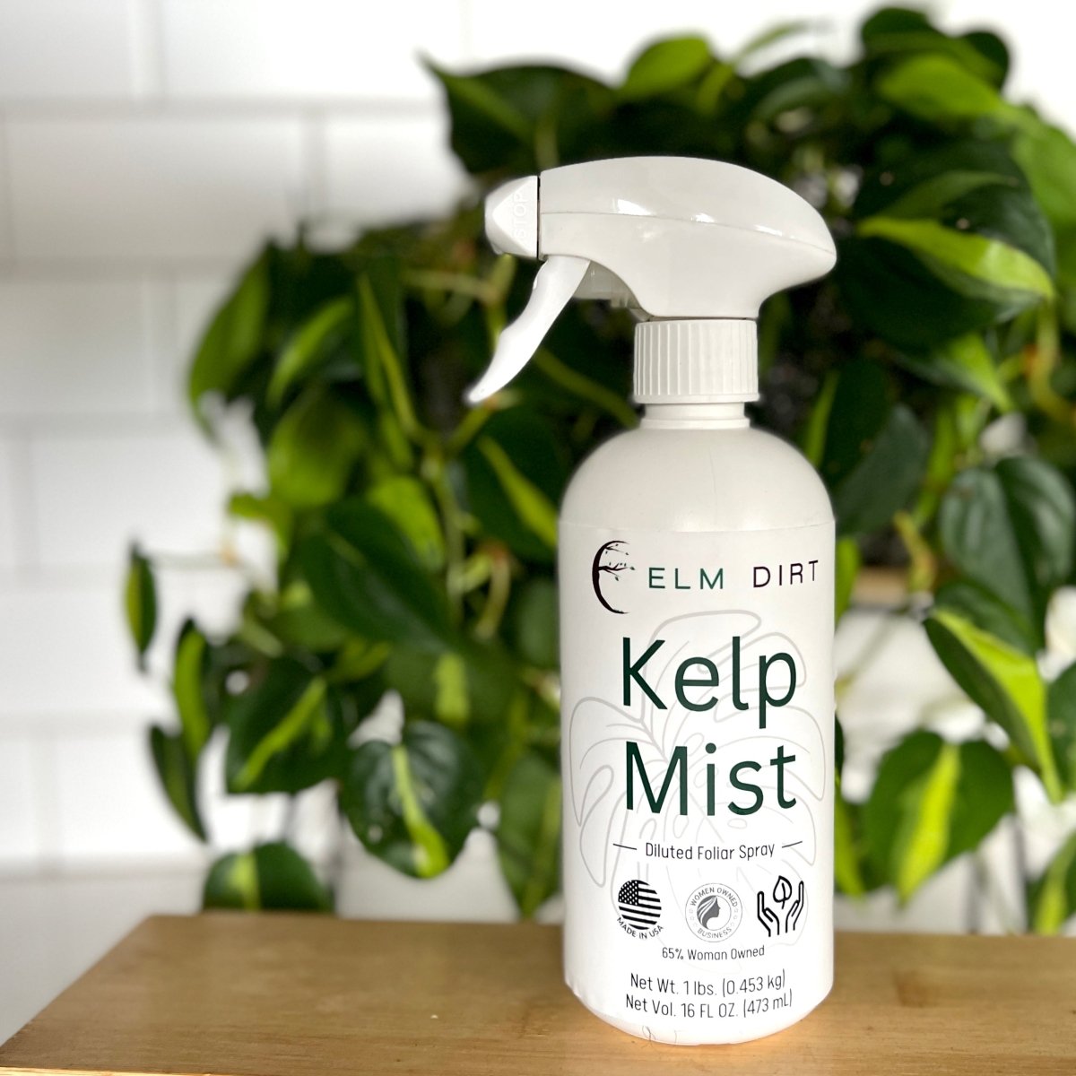 Kelp Mist - Ed's Plant Shop