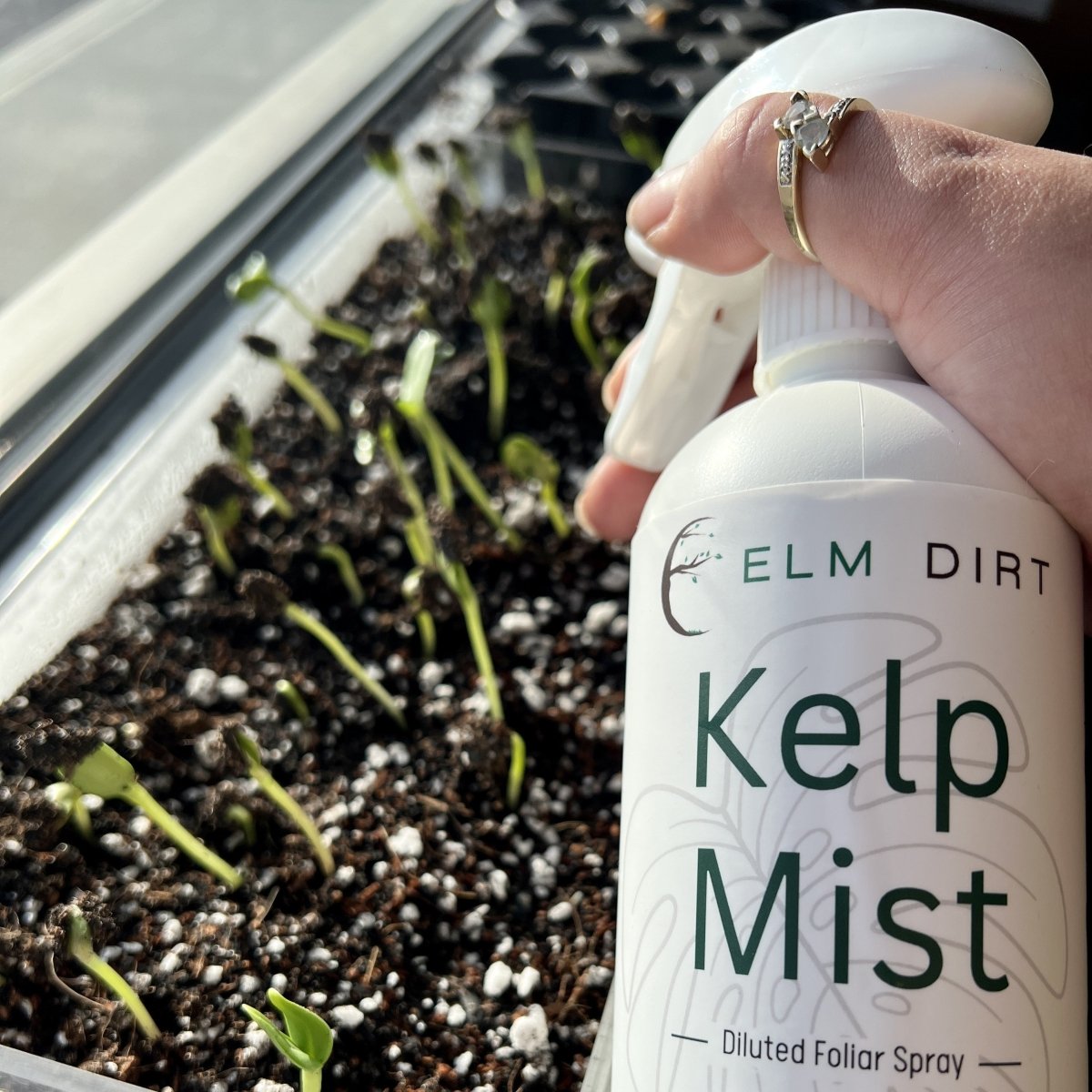 Kelp Mist - Ed's Plant Shop