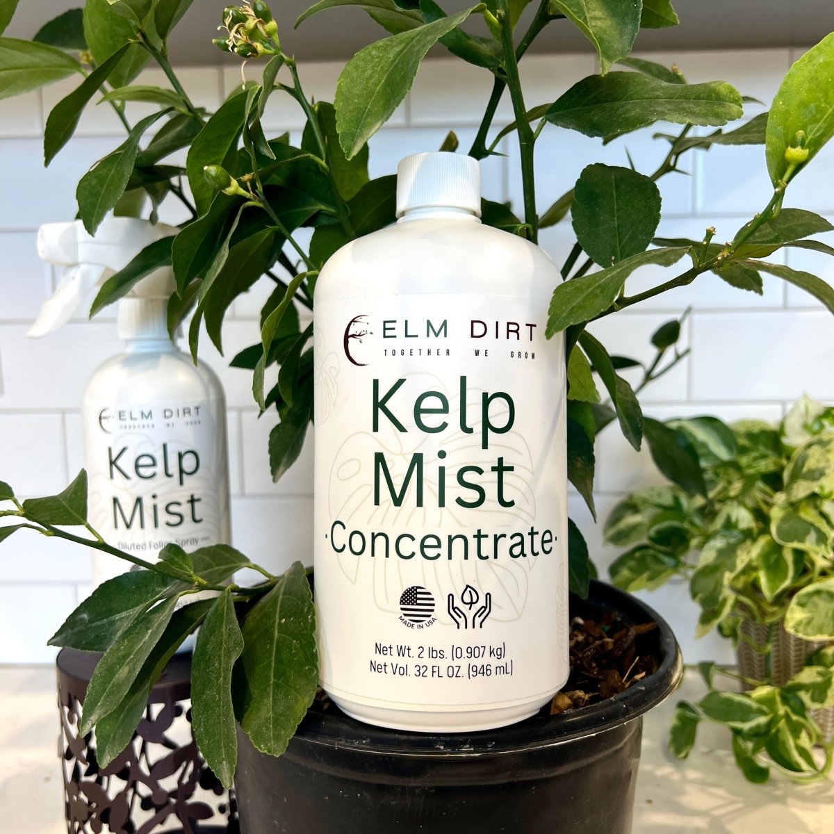 Kelp Mist - Ed's Plant Shop