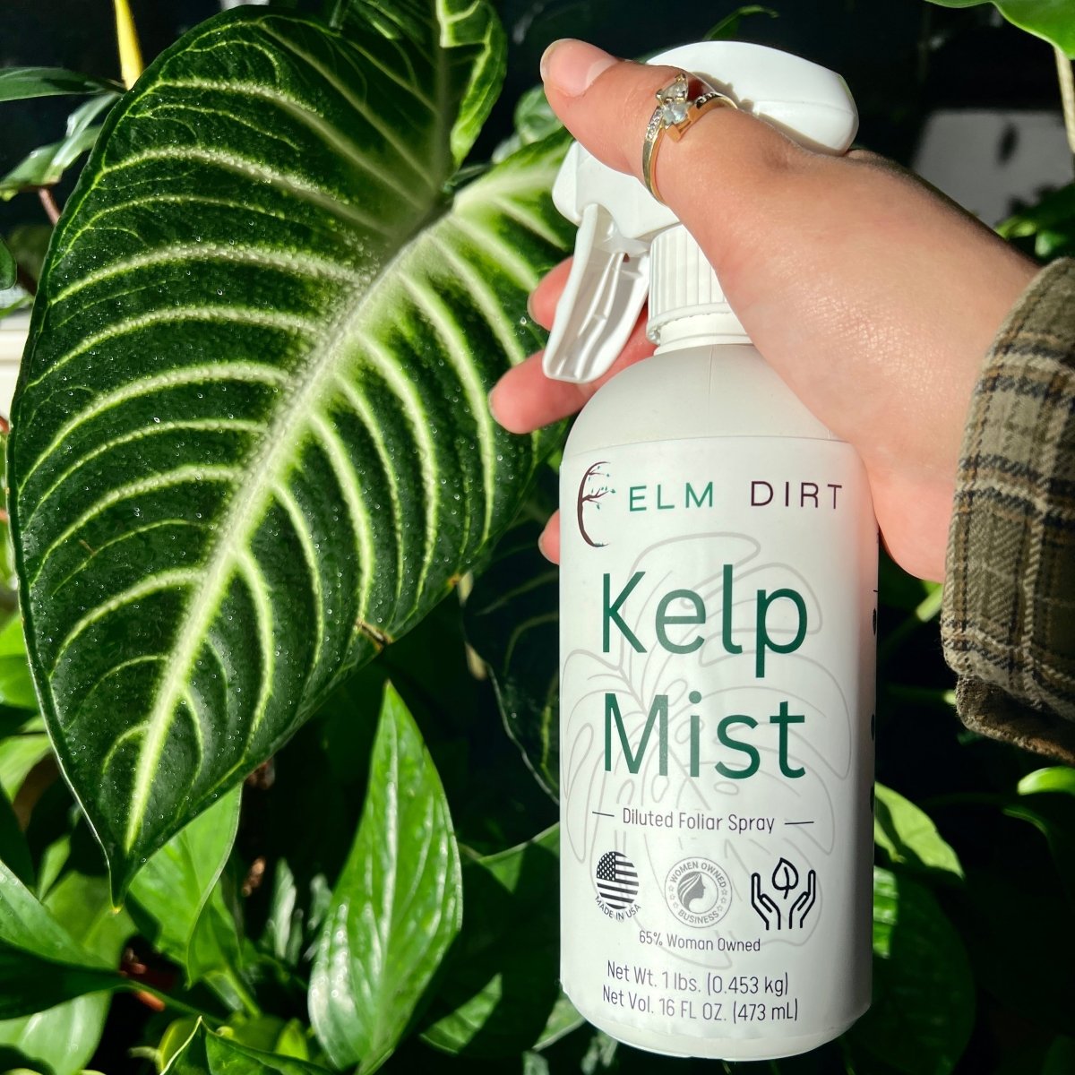 Kelp Mist - Ed's Plant Shop