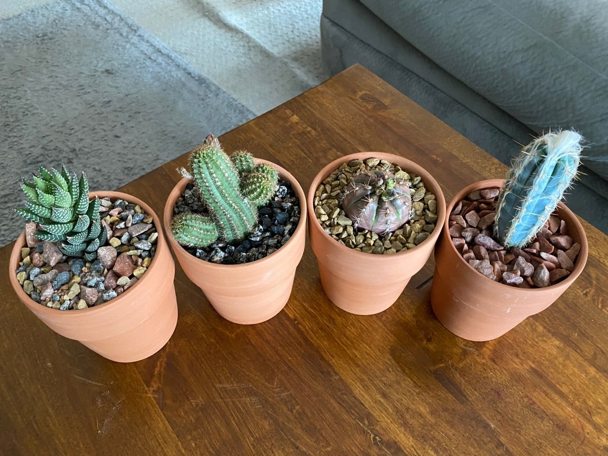 Cacti with Soil Toppers by Sol Soils - Ed's Plant Shop