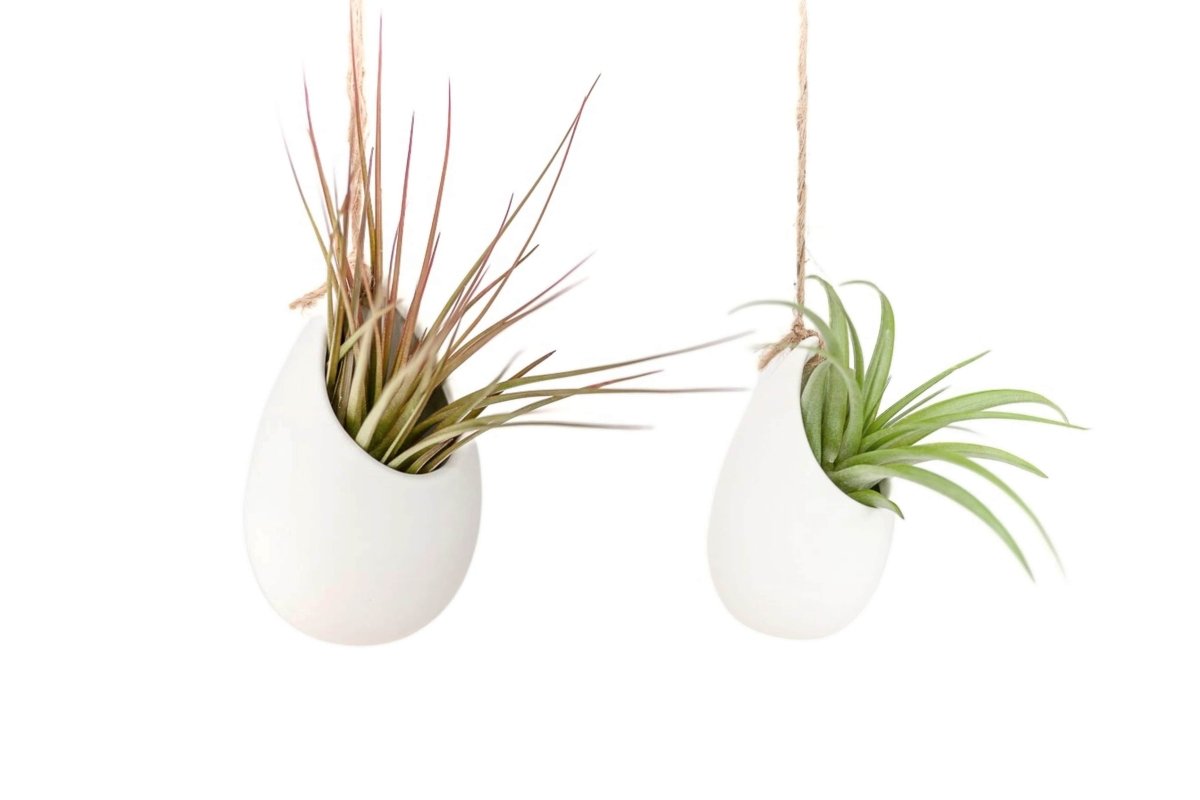 Large Ivory Ceramic Container – Hanging or Tabletop Display Vase for Air Plants - Ed's Plant Shop