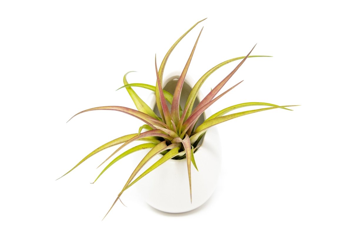 Large Ivory Ceramic Vase with Tillandsia Sparkler Air Plant - Ed's Plant Shop