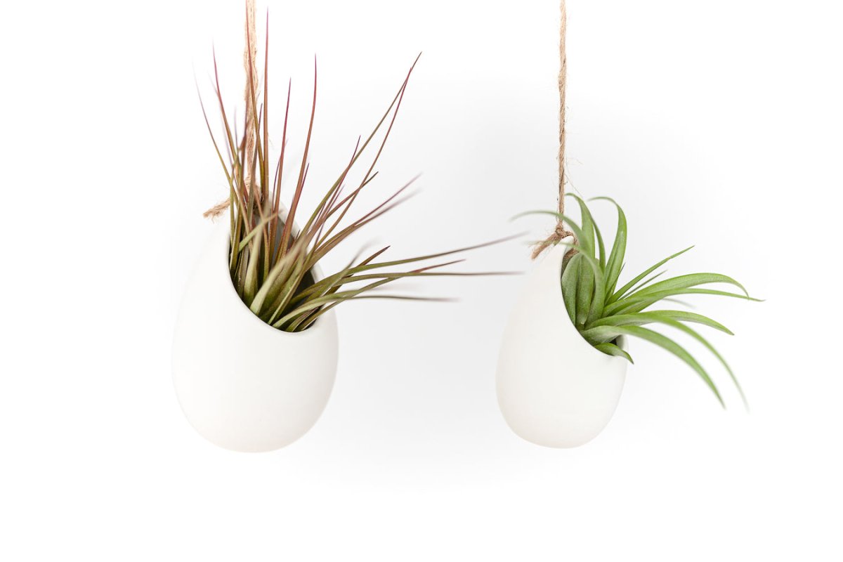 Large Ivory Ceramic Vase with Tillandsia Sparkler Air Plant - Ed's Plant Shop