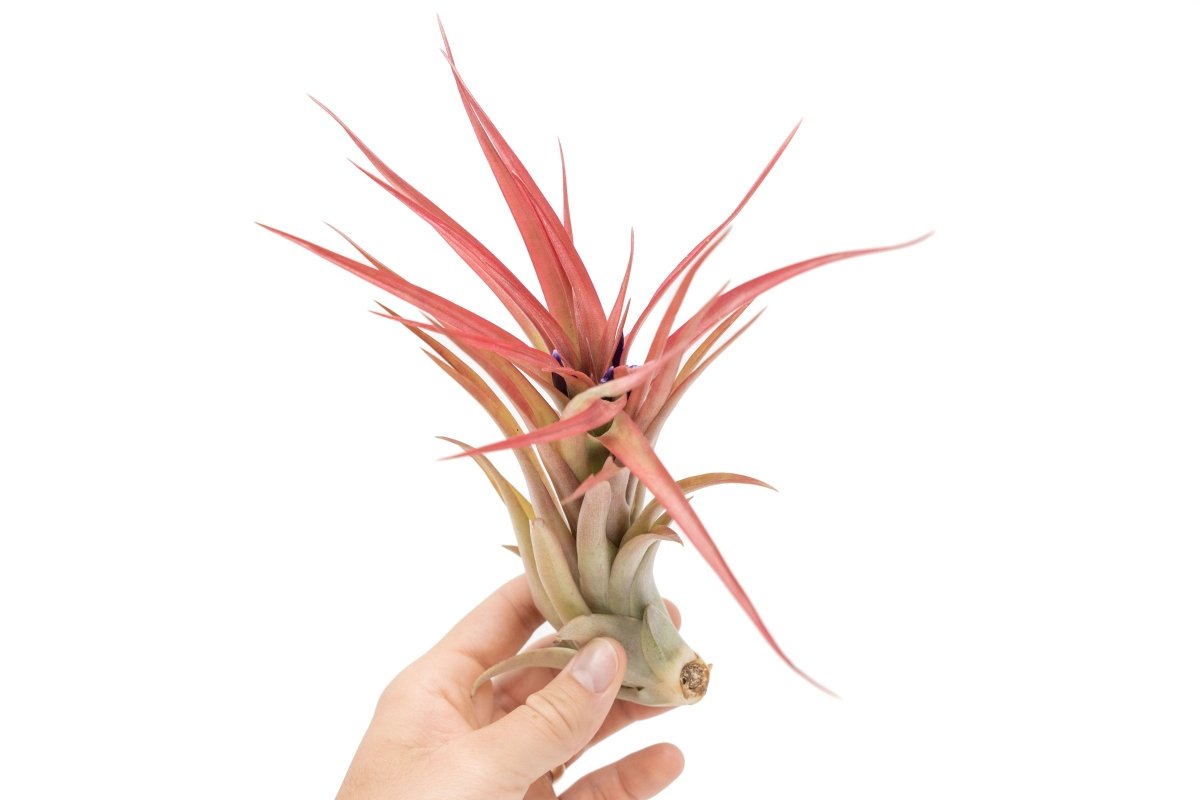 Large Tillandsia Abdita Brachycaulos Air Plants / 5 - 6 Inch Plants - Ed's Plant Shop