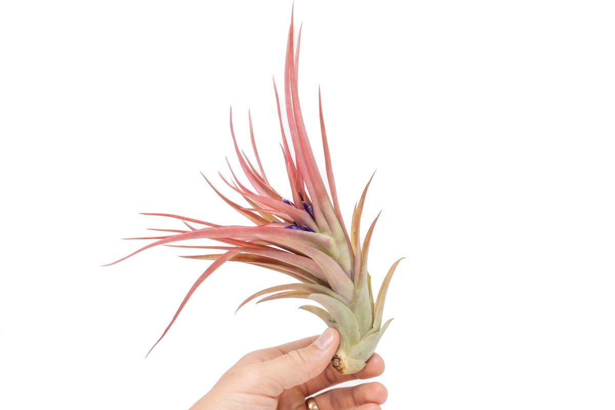 Large Tillandsia Abdita Brachycaulos Air Plants / 5 - 6 Inch Plants - Ed's Plant Shop